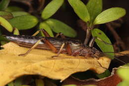 Image of Zelandoperla fenestrata Tillyard 1923