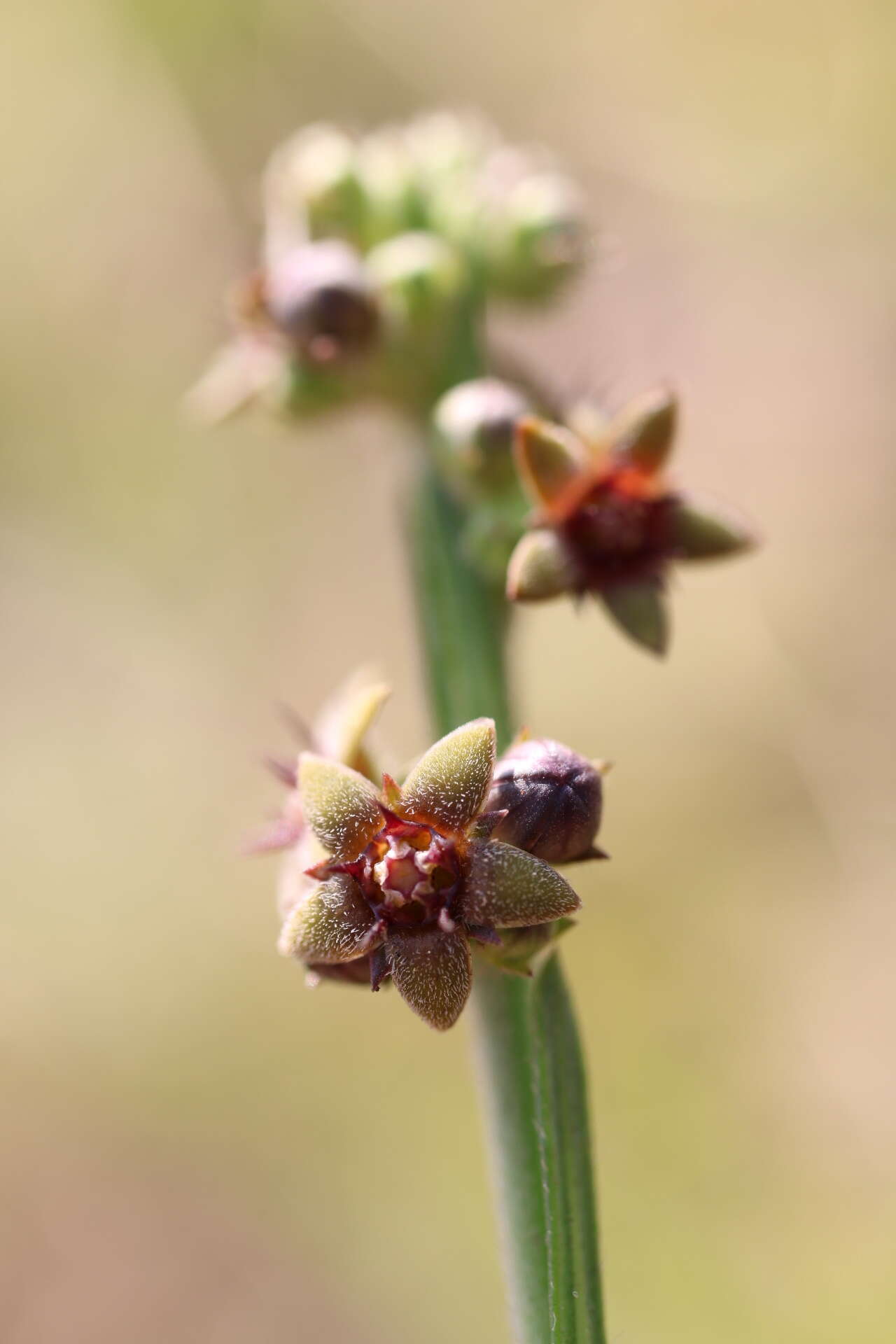 Image of Aspidoglossum carinatum (Schltr.) F. K. Kupicha