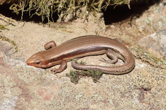 صورة Plestiodon japonicus (Peters 1864)