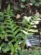 Image of Aglaomorpha meyeniana Schott