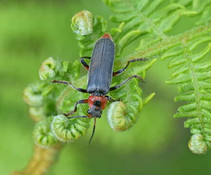 Image of Cantharis rustica Fallén 1807