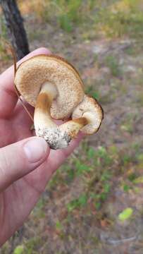 Image of Tylopilus peralbidus (Snell & Beardslee) Murrill 1938