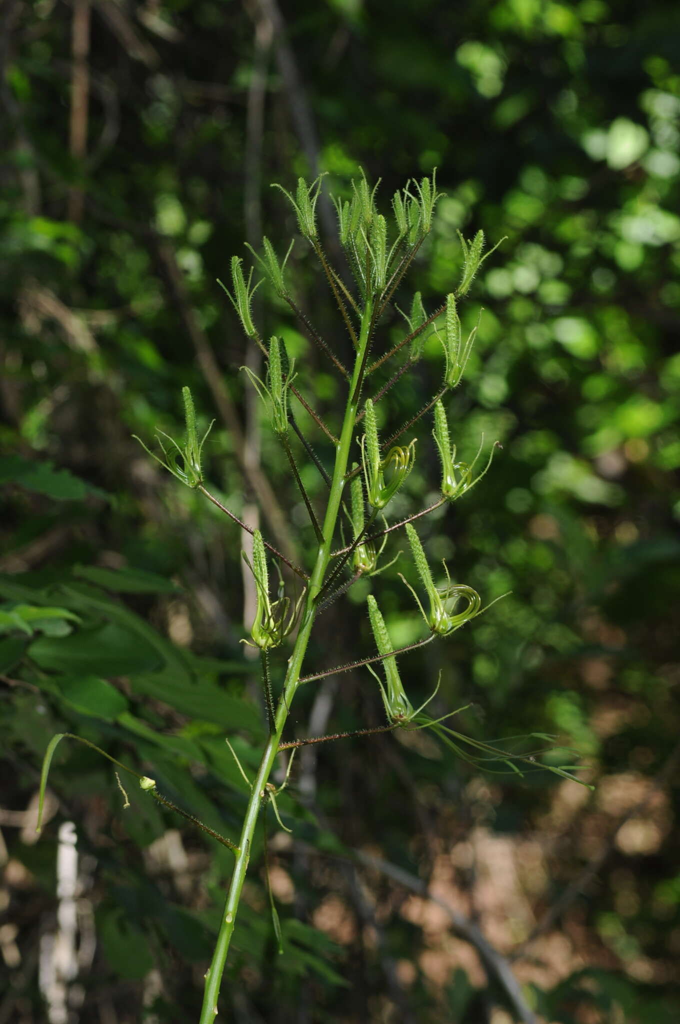 Image of Melidiscus