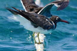 Image of White-eyed Gull