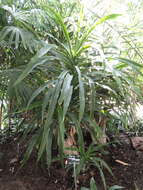 Image of large-leaved dragon tree