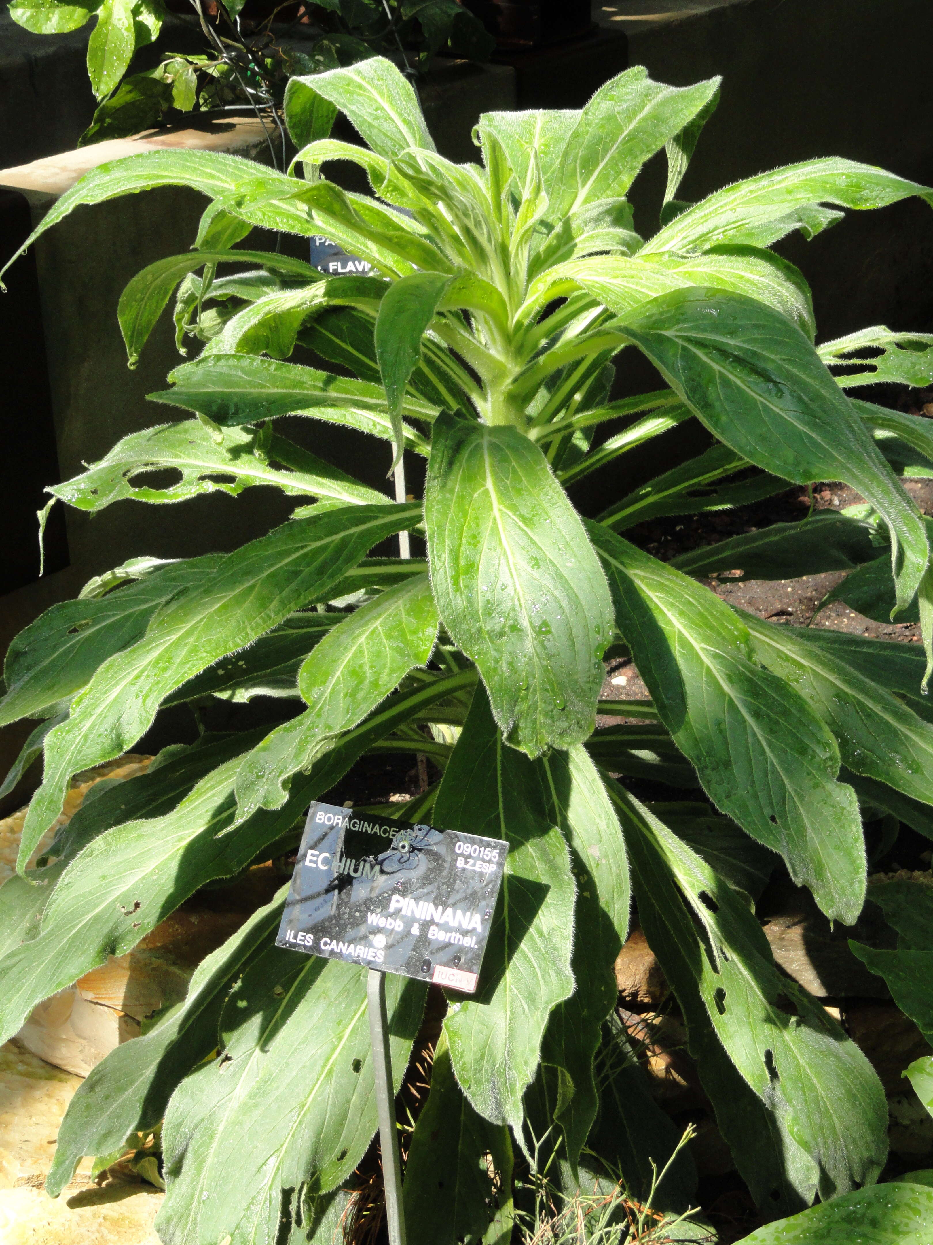 Plancia ëd Echium pininana Webb & Berth.