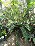 Image of Natal Cycad