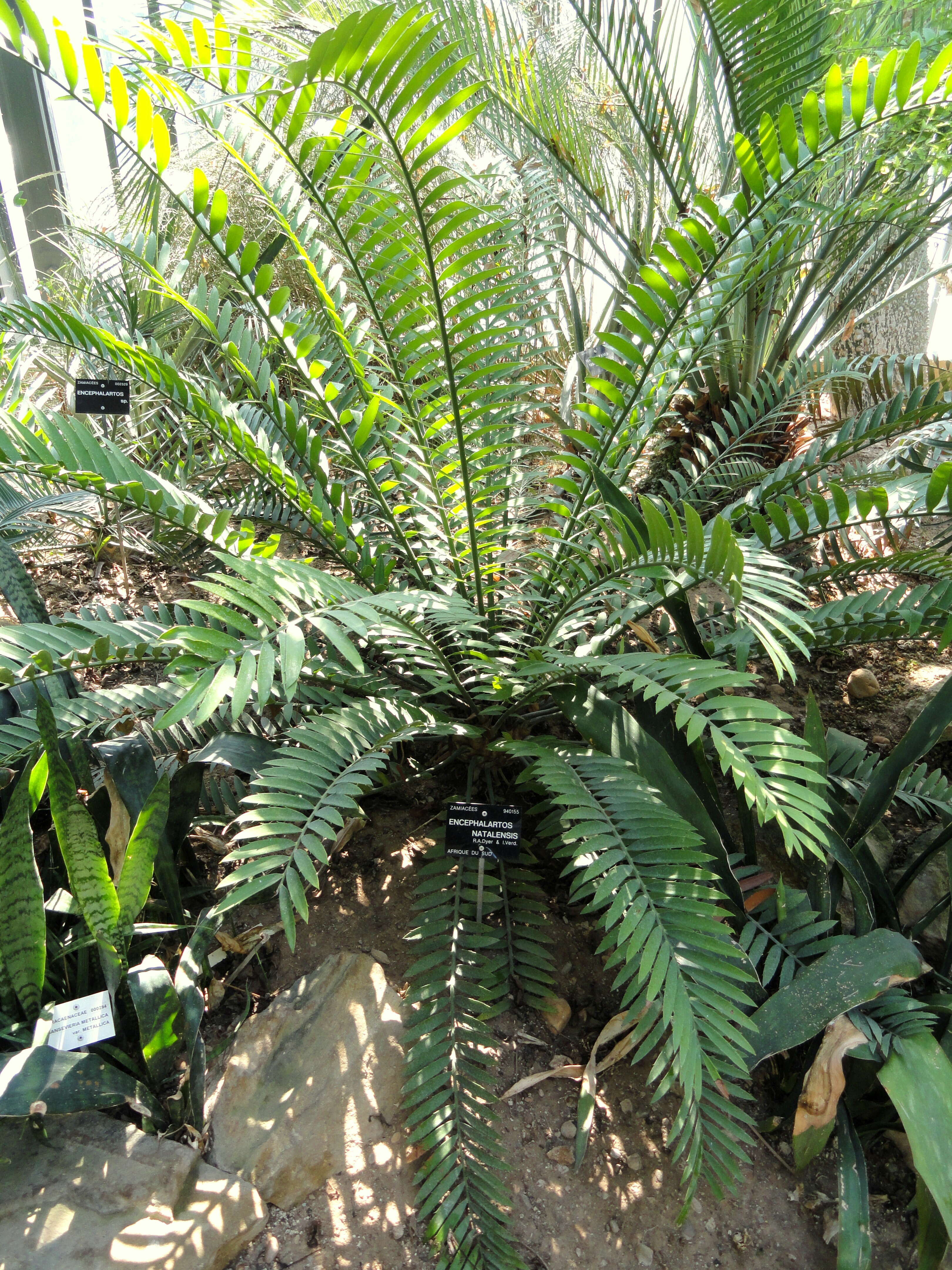 Image of Natal Cycad