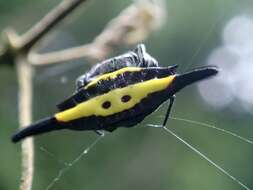 Image of Gasteracantha parangdiadesmia Barrion & Litsinger 1995