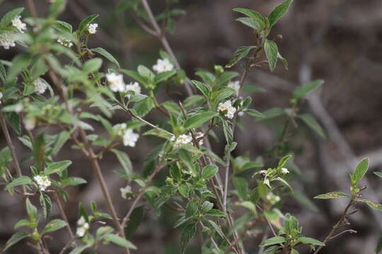 Image of hammock shrubverbena