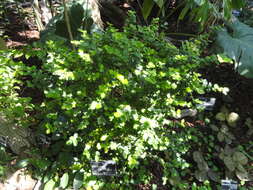 Image of Dwarf Holly