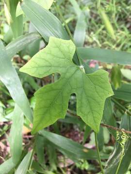 Image of Five-Lobe-Cucumber