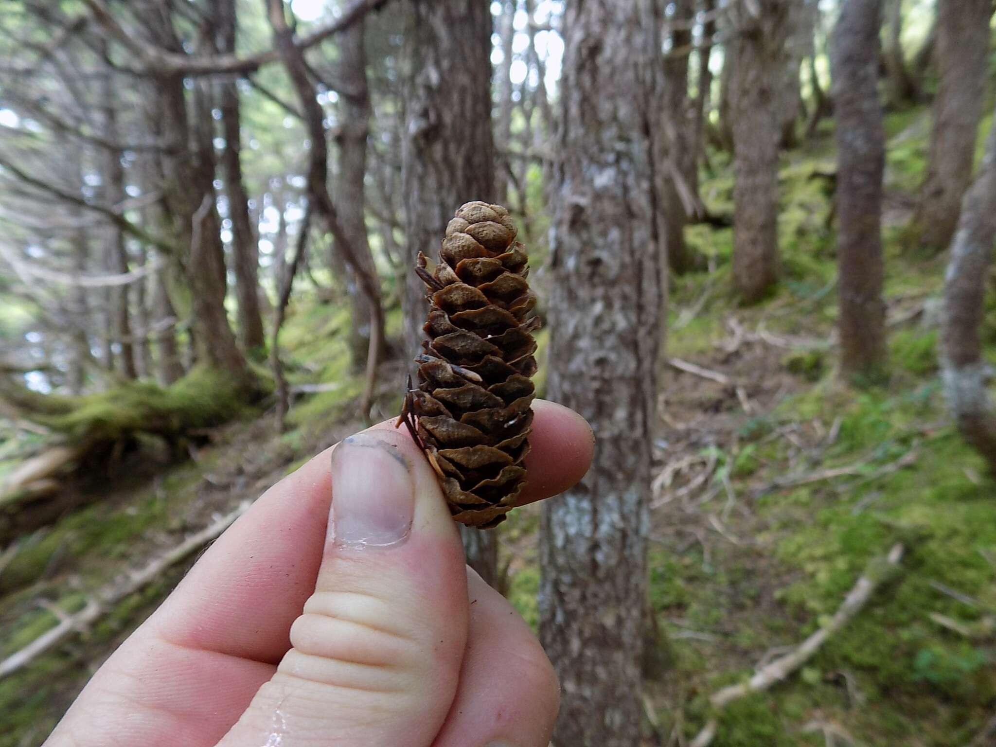 Image of Mountain Hemlock