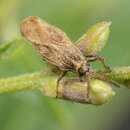 Image of Lantana Lace Bug