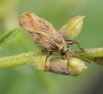 Image of Lantana Lace Bug