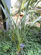 Image of mountain flax