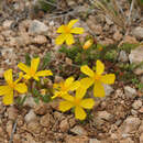 صورة Hypericum rumeliacum Boiss.