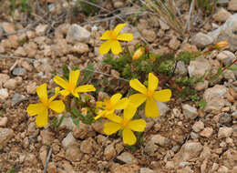 Image of Hypericum rumeliacum Boiss.