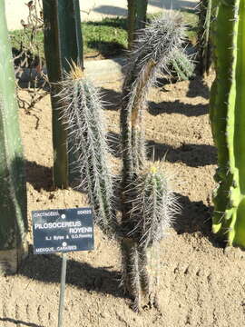 Image of Royen's Tree Cactus