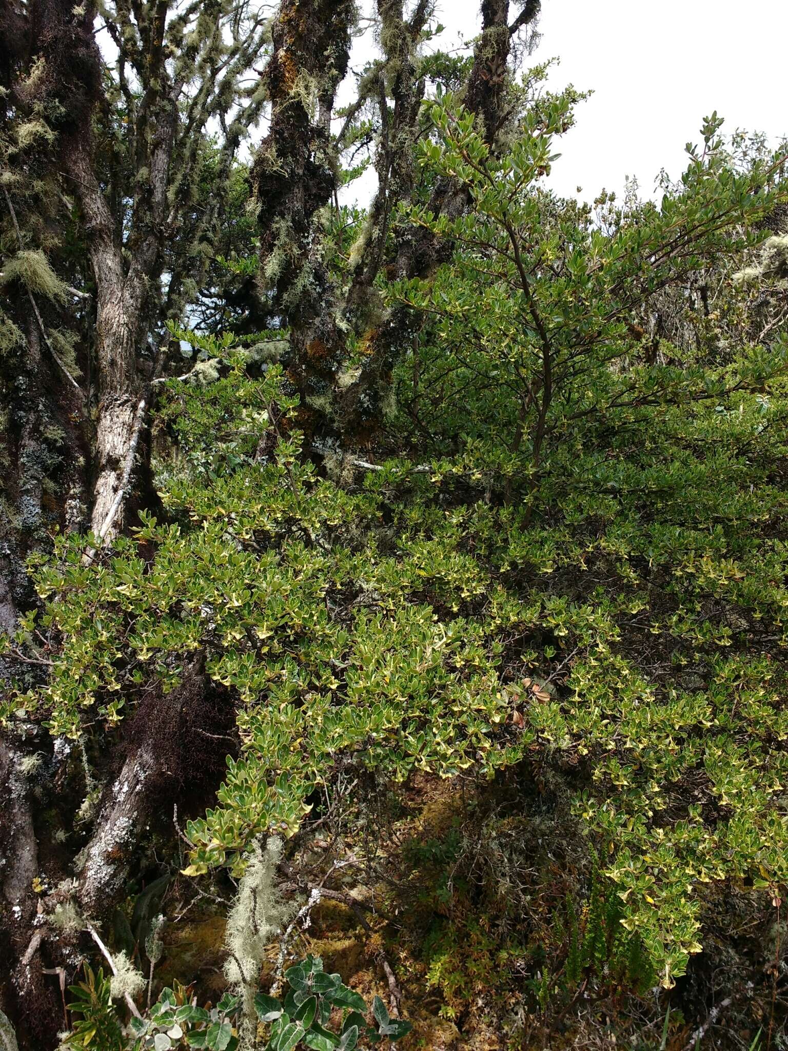 Escallonia myrtilloides L. fil. resmi