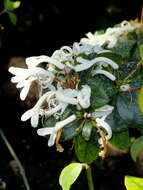 Imagem de Rhododendron jasminiflorum Hook.