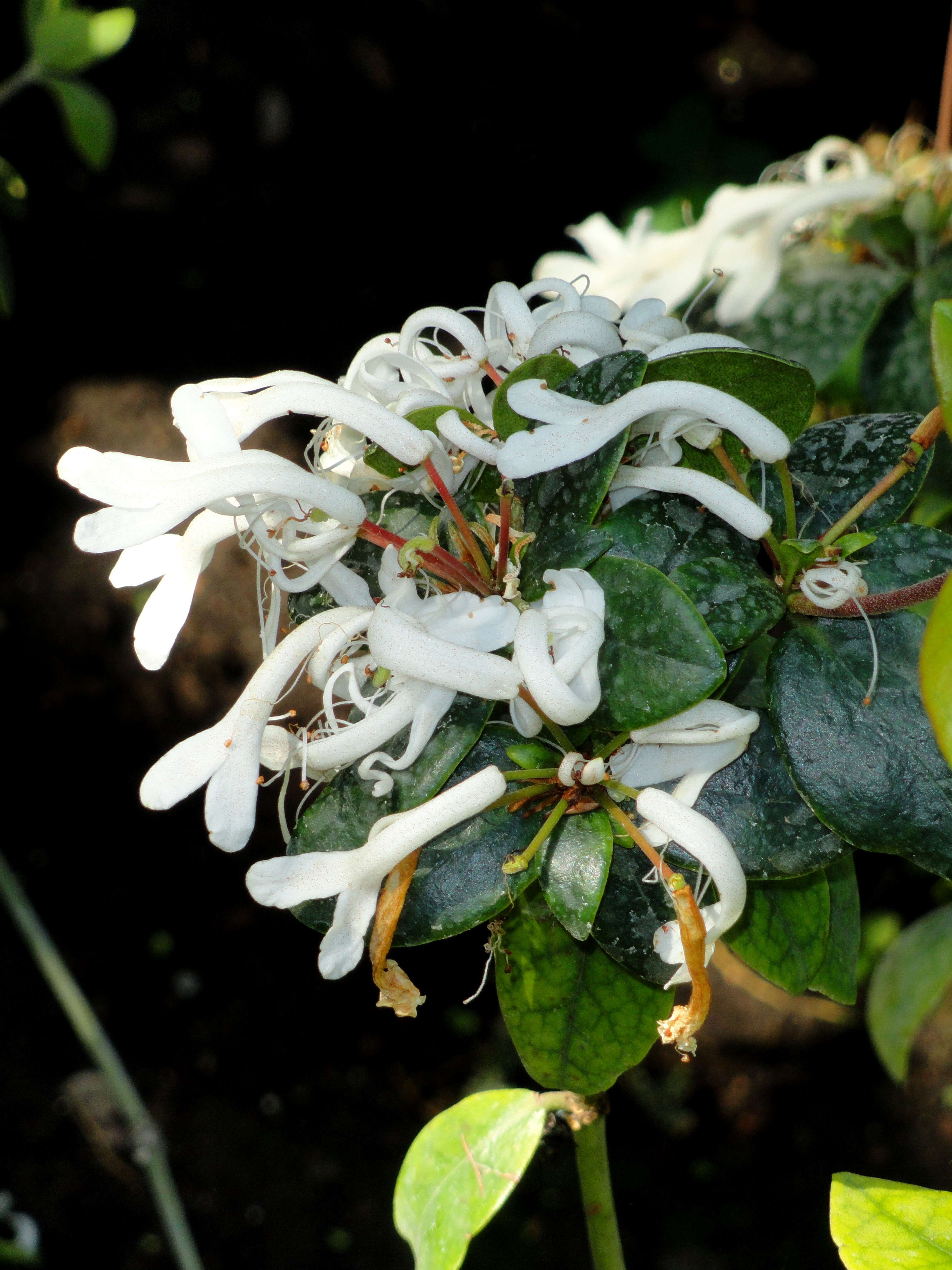 Imagem de Rhododendron jasminiflorum Hook.