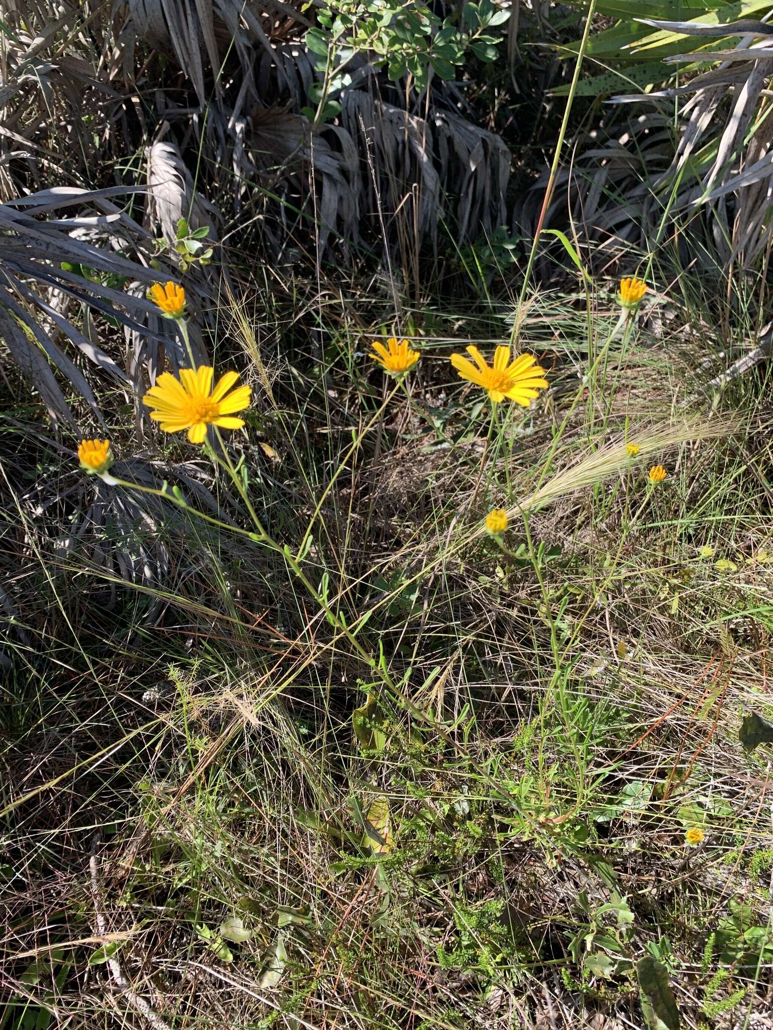 Image of coastal plain honeycombhead