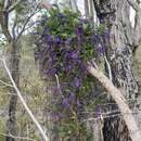 صورة Hardenbergia comptoniana (Andrews) Benth.