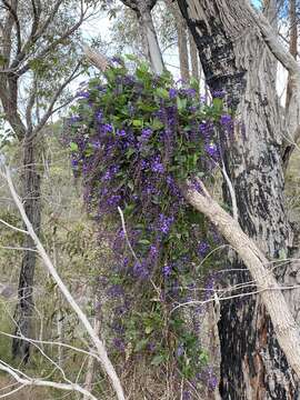 Image of Australian lilac vine