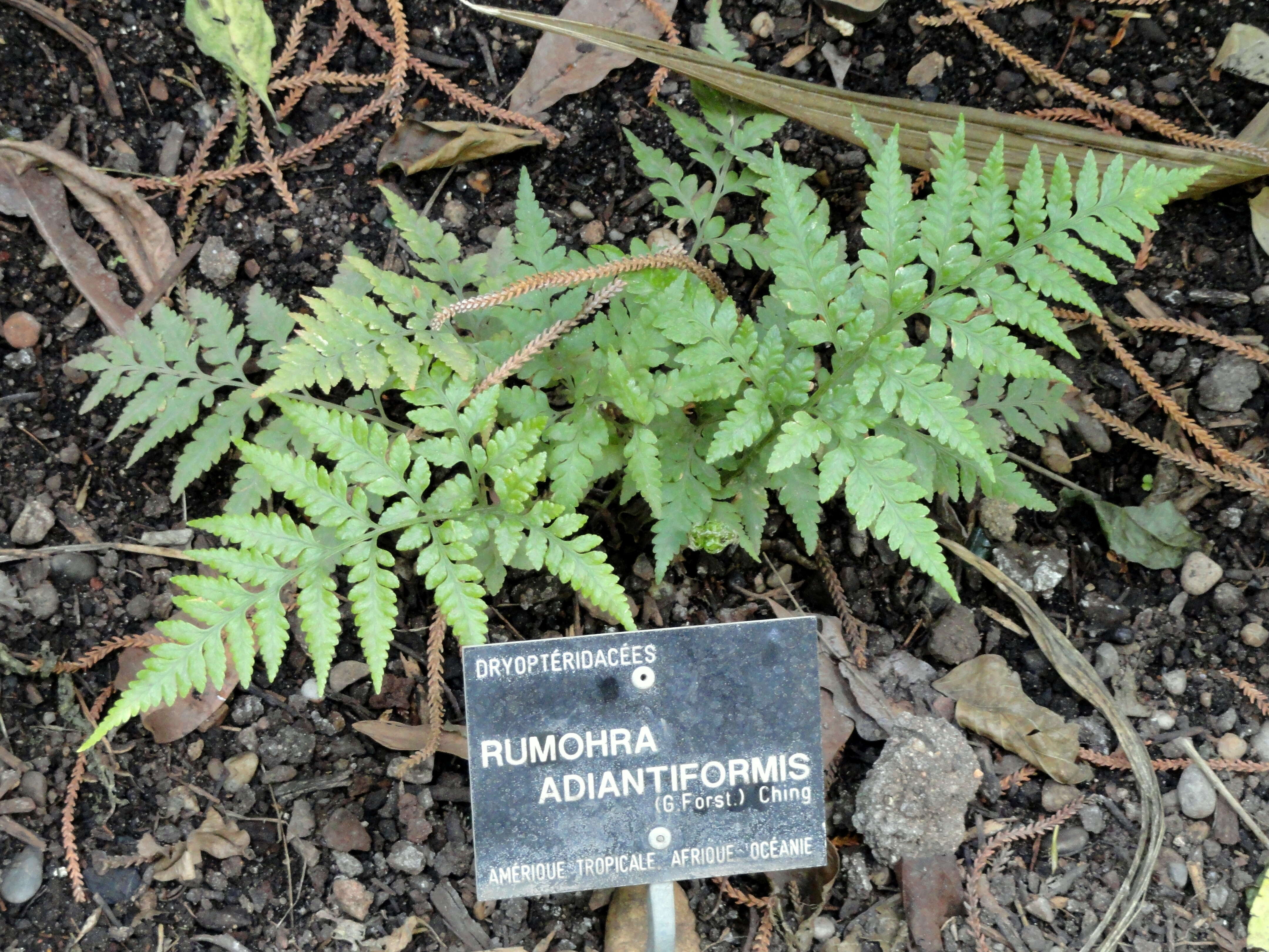 Image of iron fern