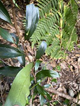 Image de Stenocarpus salignus R. Br.