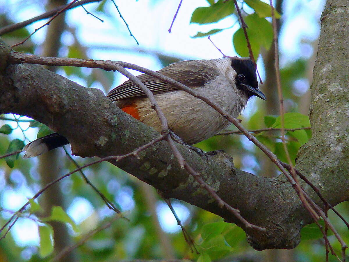 Image of Sooty-headed Bulbul