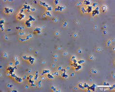 Imagem de Micrococcus luteus