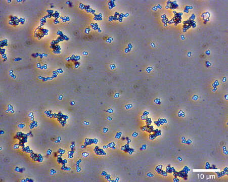 Image of Micrococcus luteus