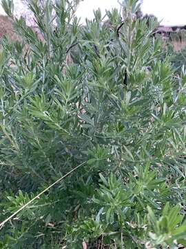 صورة Genista linifolia L.