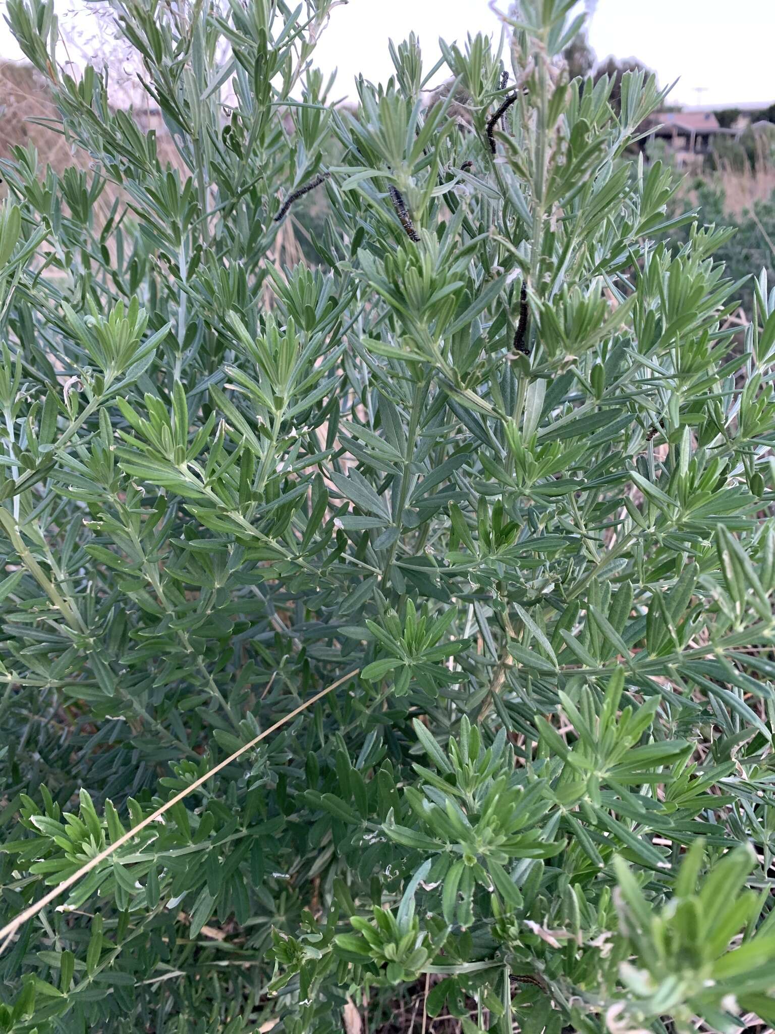 صورة Genista linifolia L.