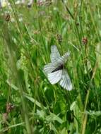 Image of Black-veined White