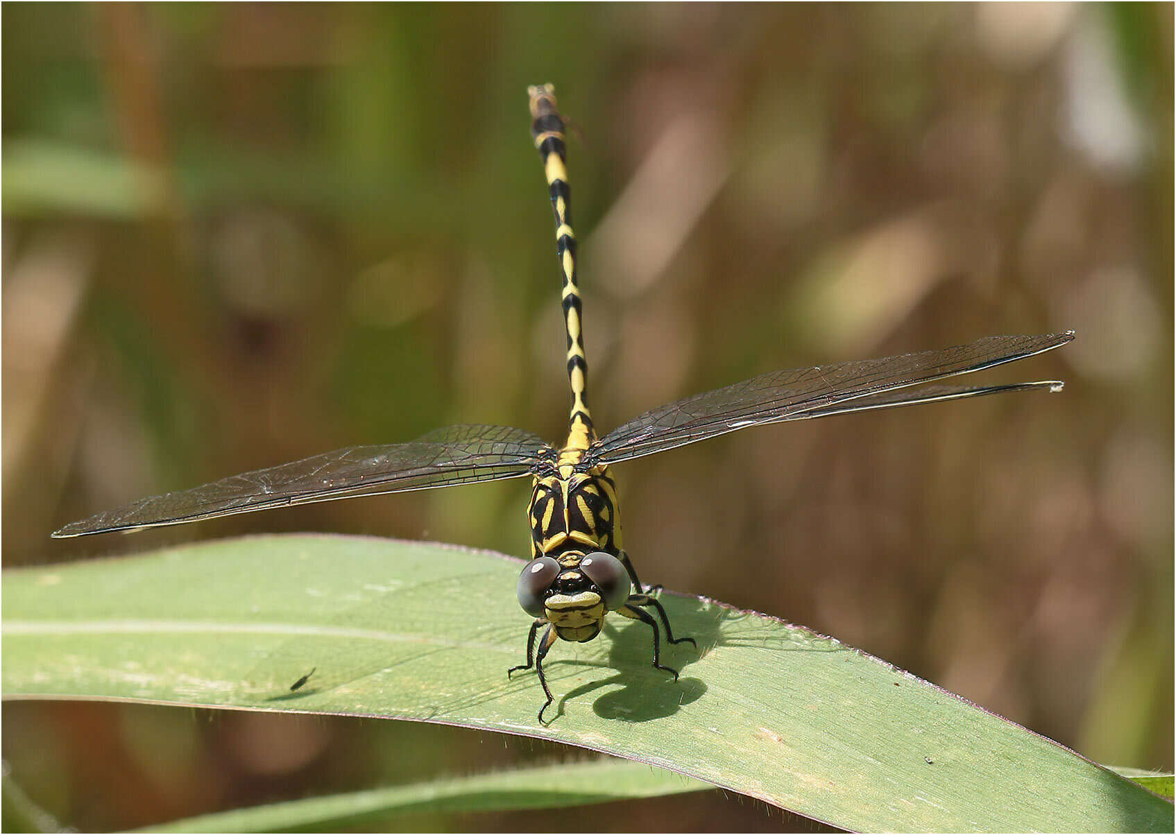 Image of Antipodogomphus proselythus (Martin 1901)