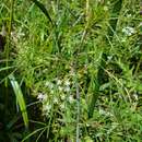 Image of stiff cowbane