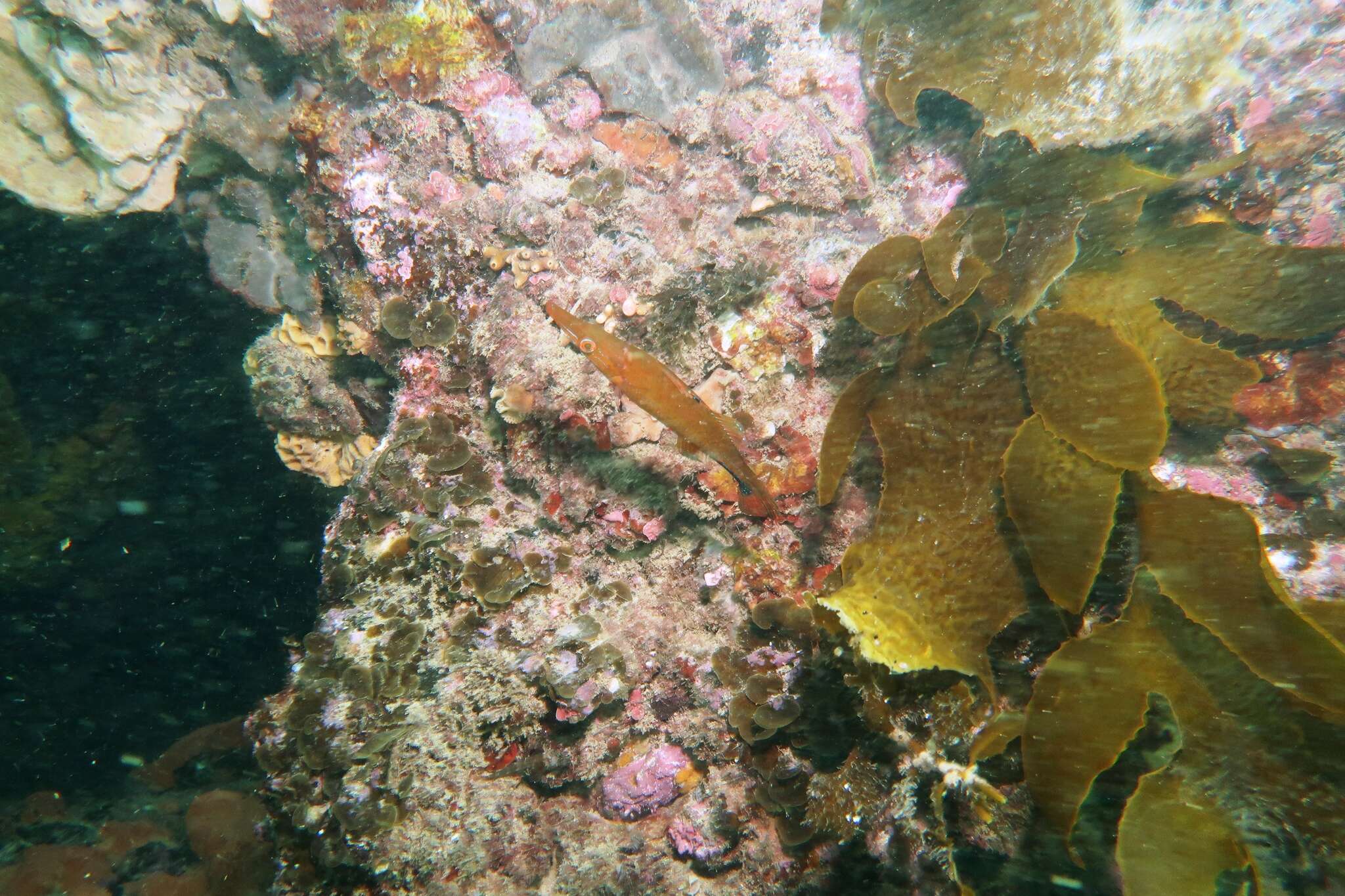 Image of Sharp-nose rockwhiting