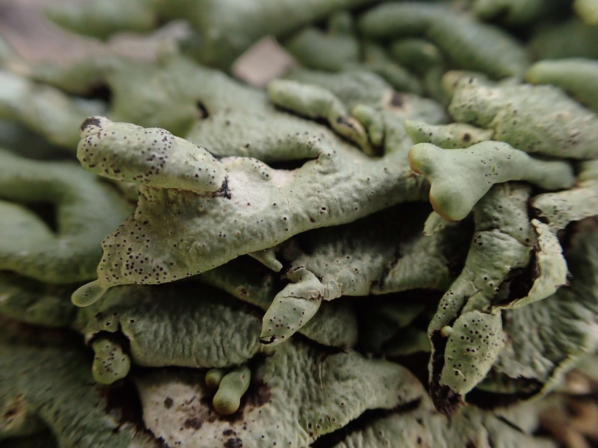 Image of Lattice tube lichen