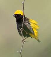 Image of Yellow-crowned Bishop