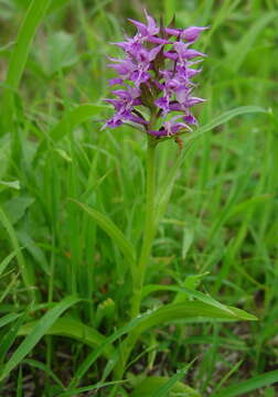 Image de Dactylorhiza aristata (Fisch. ex Lindl.) Soó