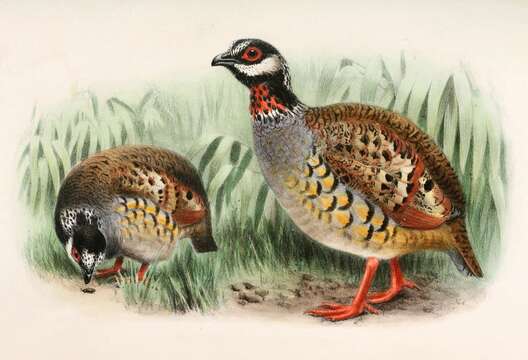 Image of Malay Partridge