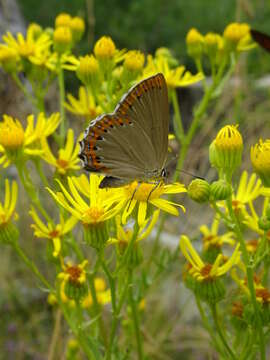 Image of Spanish Purple Hairstreak