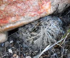 Haworthia arachnoidea var. arachnoidea resmi