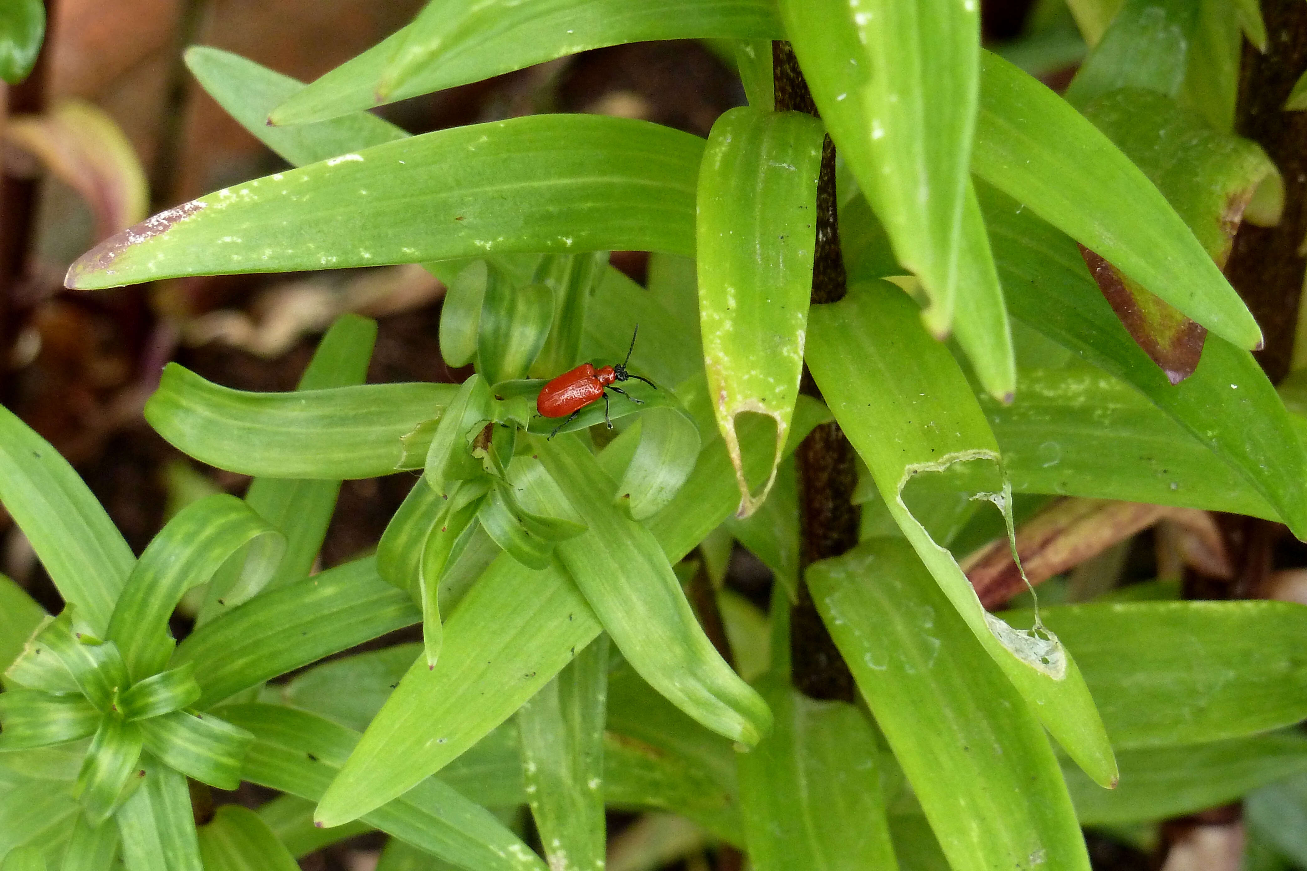 Image of Scarlet lily beetle