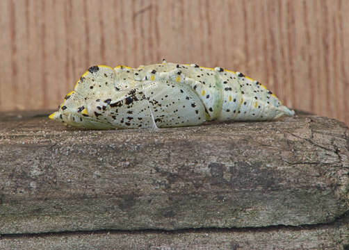 Image of cabbage butterfly