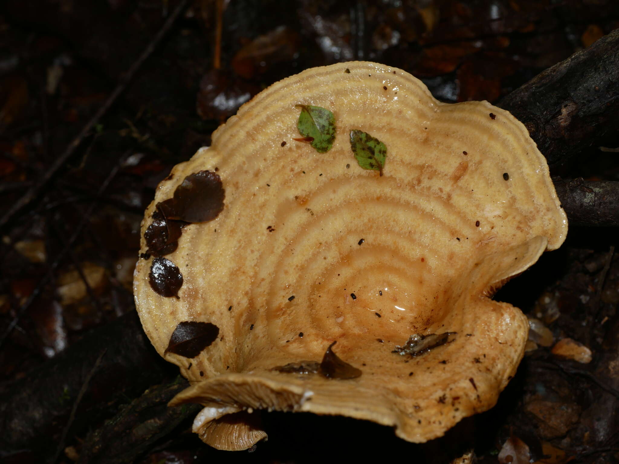 Слика од Multifurca stenophylla (Berk.) T. Lebel, C. W. Dunk & T. W. May 2012