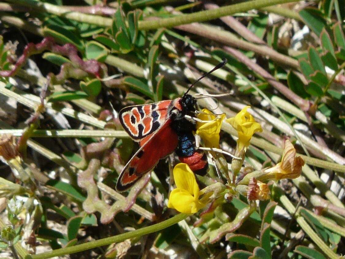 Image of Zygaena fausta Linnaeus 1767